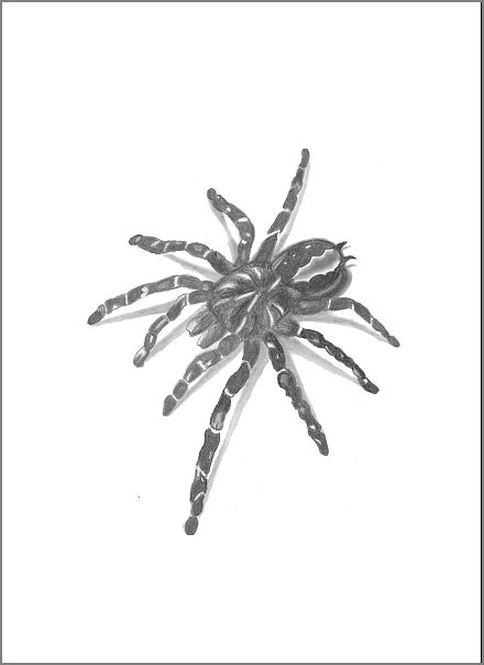 Bleistiftzeichnung Spinne